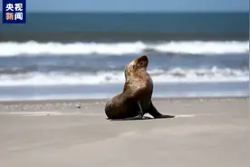 巴西超900头海豹海狮死于禽流感图片