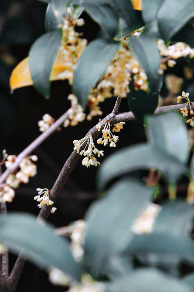 破案了！西街飘散的香味，源头竟然在开元寺