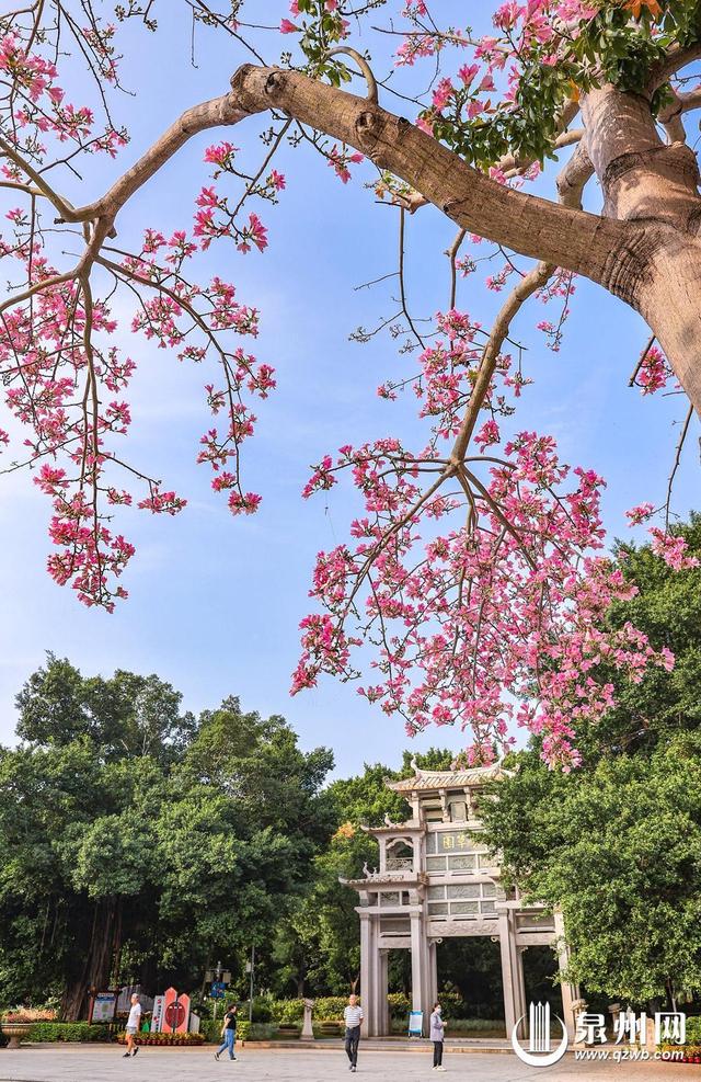繁花满目 泉州古城秋日胜春朝