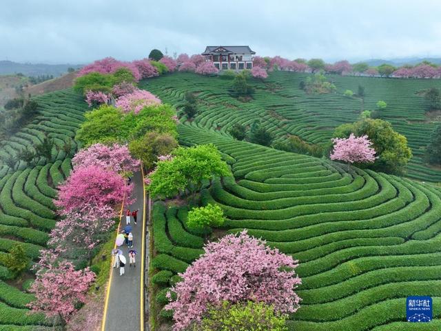 樱花绽放激活“春日经济”