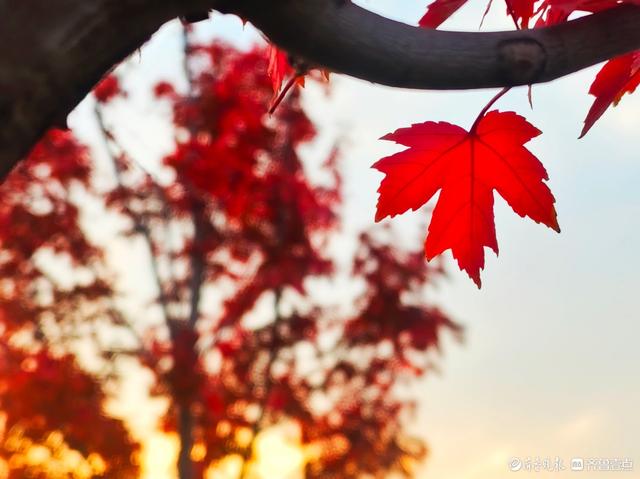 滨河公园枫叶红，多彩秋意景色浓