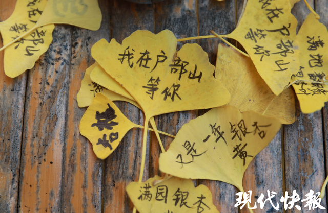 雌雄同株，500岁银杏树藏身徐州历史文化街区