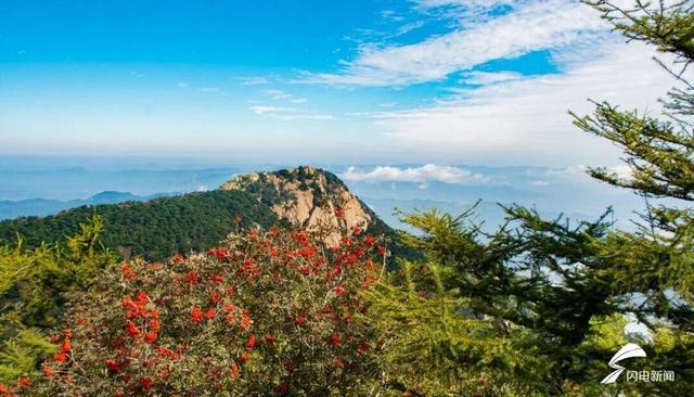 组图丨秋日登高 看泰山花楸染红岱顶