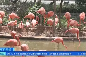 广州火烈鸟繁殖季到来，雏鸟破壳“萌”态尽现！图片