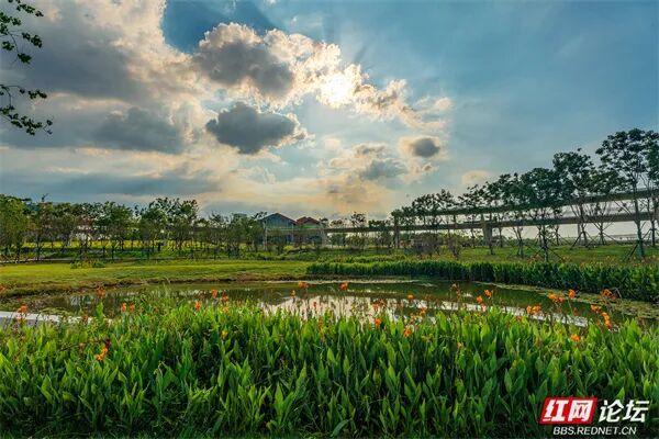 自然就在窗外！大泽湖近自然湿地公园：在城市客厅，邂逅羽翼天堂