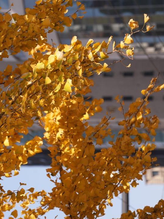 这场秋日浪漫别错过 申城落叶道体验进入倒计时