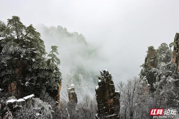 【每日一图@湖南】张家界冬日限定奇观！峰林裹银装，雾凇美出圈