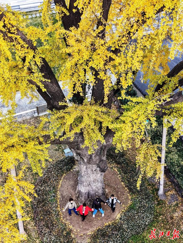 546岁汉阳树叶子全黄，进入最佳观赏期