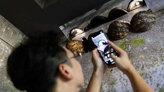 圣淘沙最神秘地标免费开放！二战地堡里住着100+金丝燕