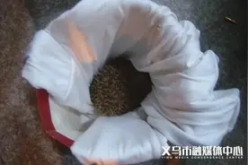 义乌这个小区，发现了国家保护动物！图片