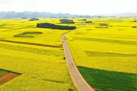 罗平：百万亩油菜花竞相绽放 不负春日不负卿图片