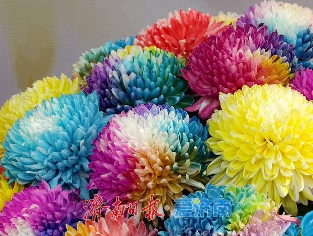 一年四季 泉在济南丨泉畔初冬，被菊花镶上了“金边”