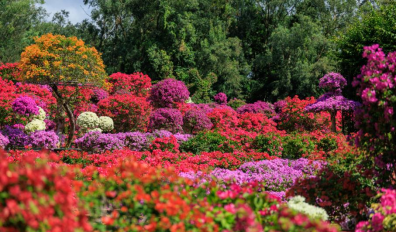 山海连城，花满全城——2025深圳簕杜鹃赏花周正式启幕