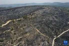 耶路撒冷：森林保护区遭山火焚毁图片