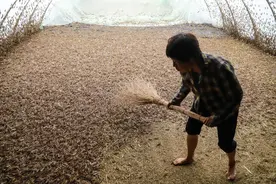 “蚂蚱村”里抓蚂蚱，一抓一大包图片