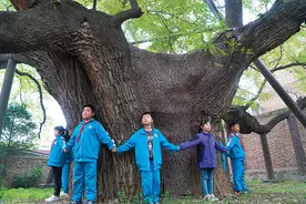 瞭望 | 陕西：2300岁胡王汉槐生机盎然图片