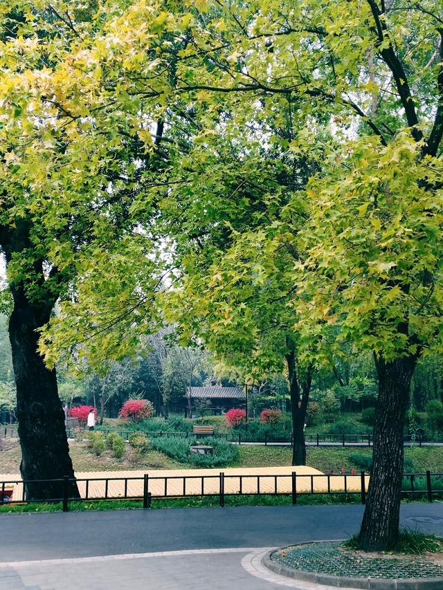 重阳紫竹院，菊香漫园