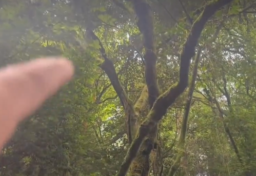 紫牛热点|四川一景区枯枝掉落砸伤女游客！景区回应：全程协助就医，启动安全隐患排查