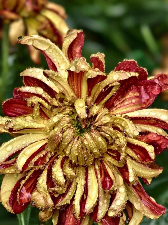 免费观赏！美到犯规