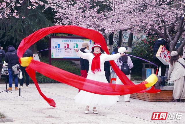 【赴春之约】快去！长沙晓园公园樱花全盛，花下人海已成风景