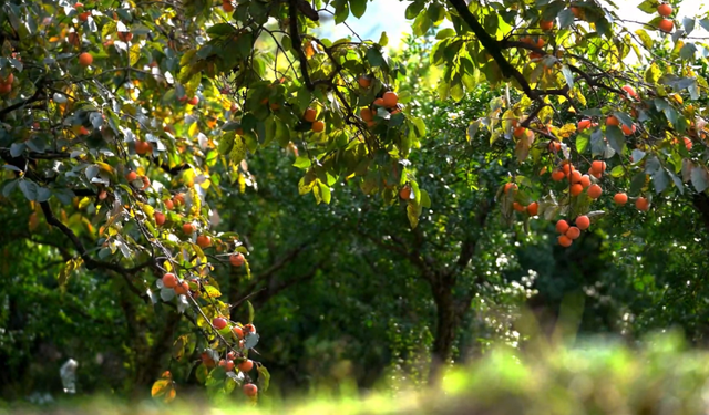 藏在临潼的“橙红玛瑙”，咬一口甜透时光→