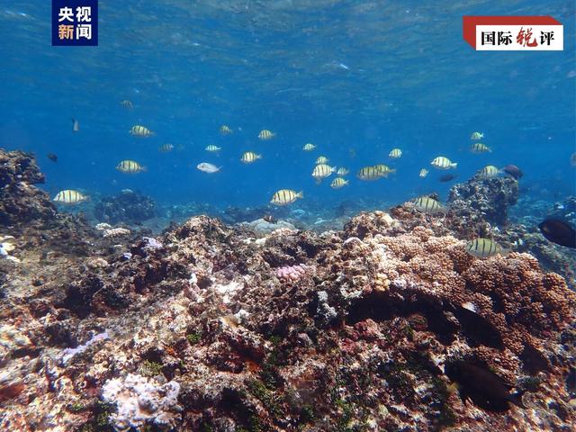 评论员谈中国加强对黄岩岛生态保护