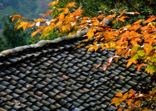 青睐绵阳 ‖ 层林尽染，枫顺邀你共赴红叶之约