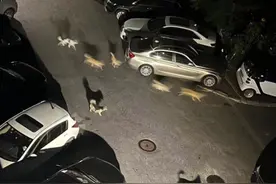 ​吓出一身冷汗！大连女子晚上回家，小区里突然蹿出一群流浪狗图片