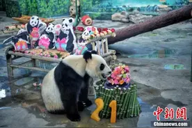 大熊猫“格格”迎来21岁生日图片