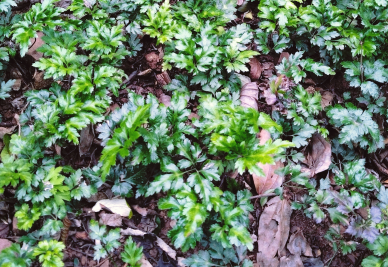 安逸四川 乐游绵阳 ‖ 工矿马角，山水清沟——江油市马角镇