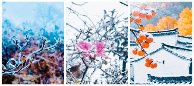 原来冬日里的江西，也会“花开成海”！