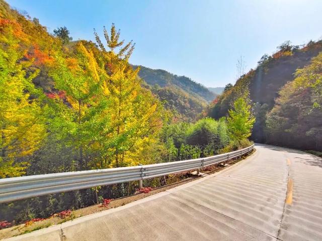 “刷爆”洛阳人朋友圈的金色，谁看谁心动～