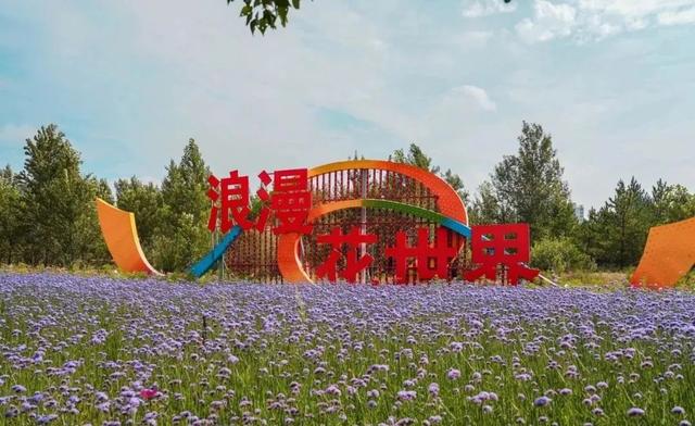 速打卡！康巴什这片秋日花海美成壁纸，错过再等一年！