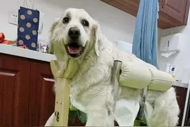 给犬猫扎针艾灸！宠物也开始看中医了……图片