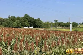 「喜丰收·粮满仓」又到一年秋收时 成都环城生态区将于10月中旬完成全部采收图片