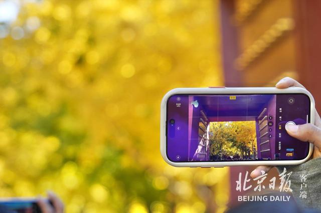 拥抱秋色！地坛银杏大道游人如潮