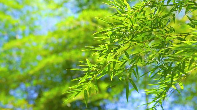 散文丨李骥：秋游蔡伦竹海