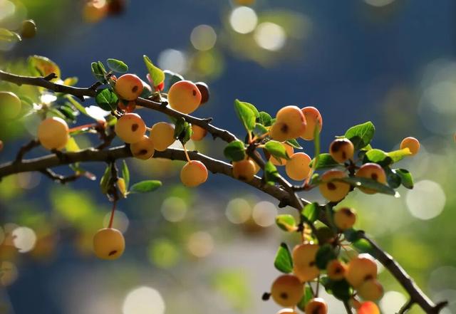 秋天的陇南，有什么好看的？