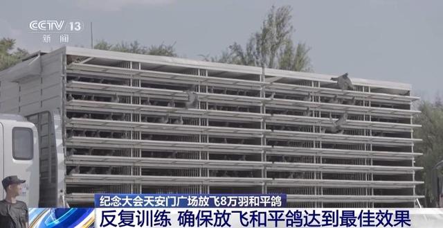 90秒放飞8万羽和平鸽 支持浪漫一幕的是背后的“硬核科技”