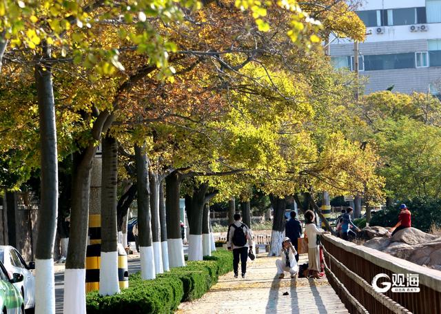 落叶如画！青岛“落叶缓扫”，触手可及的限定美好