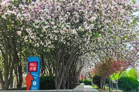 石家庄市民心河沿线：近千株海棠 迎来盛花期图片