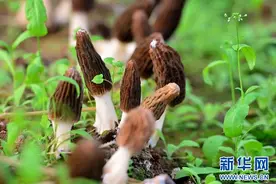 乡村振兴在行动｜四川成都：园区沃土“育”出智慧农业新图景图片