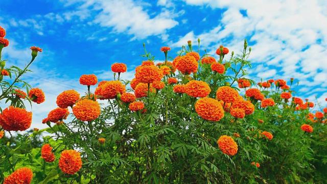 弥勒这花海美景又上线了！产值数千万元