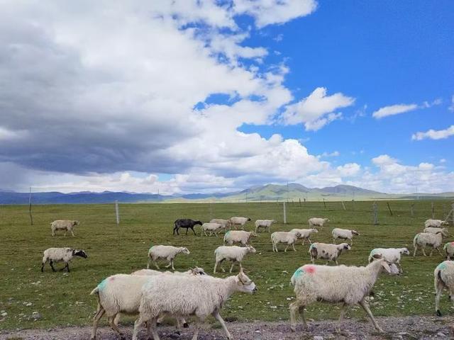 驾驶“他”的车