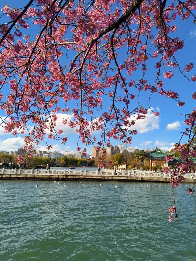 冬樱花、梅花、郁金香、虞美人......昆明最全赏花攻略请查收