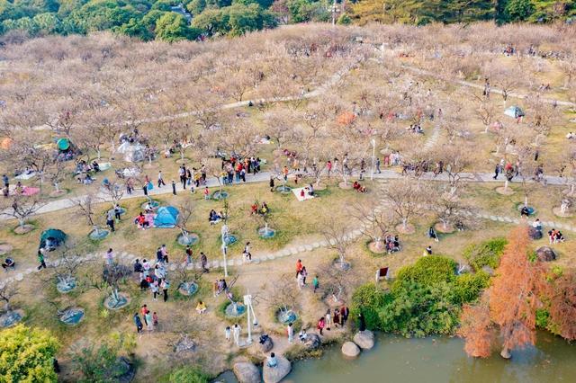 2025年“萝岗香雪”梅花集中开放期预测新鲜出炉