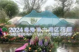 看繁花，见繁华！2024粤港澳大湾区花展惊艳“绽放”，打卡攻略来了图片