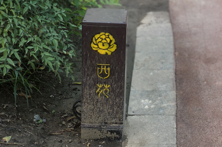 起猛了，我在洛阳被「牡丹」包围了！