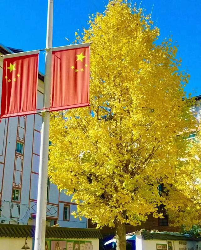 八闽秋冬，藏着一片金色童话