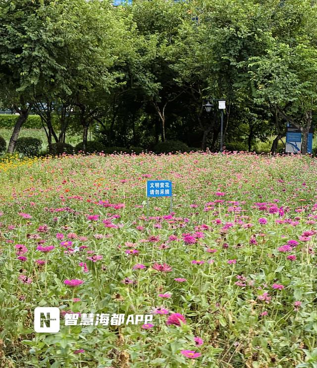 游客称自带向日葵游花海公园被阻，公园回应：为了防误采，可与安保人员沟通